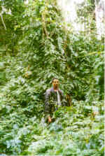 Monotypic stand Selaginella sp. in the East Usambaras (Tanzania).