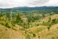 View maize field (deforested within the past two decades), tea plantation and forests in the background