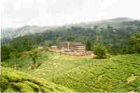 Derema tea estate with the former tea factory. Amani and the Bomole Hill are beyond the factory