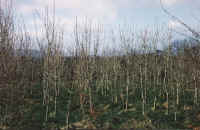 Fraxinus excelsior plantation near Sligo (north-west Ireland). The trees are growing rapidly but have poor stem shape with extensive forking. (73080 bytes)