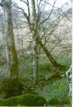 Broadleaf plantation at Murlough Bay, Co. Antrim, Northern Ireland. Note the absence of regeneration.