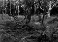 Murlough dunes. Stand of Acer pseudoplatanus with remains of Hippophae rhamnoides (coarse woody debris in foreground). (30961 bytes)
