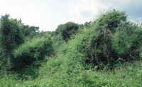 Murlough dunes. Stand of Hippophae rhamnoides on the spit (pH of sand >8) invaded by Clematis vitalba. (32383 bytes)