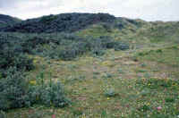 Portstewart dunes. Hippophae rhamnoides spreading into species rich dune slack. (37803 bytes)