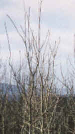 Fraxinus excelsior poor stem shape with extensive forking. (68982 bytes)