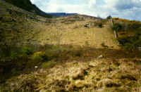 Secondary succession dominated by Fraxinus excelsior and Ulex europaeus (yellow flowers) in the north of Ireland. To the left of the stone all grazing seized in the 1960s and the regeneration is dominated by F. excelsior whereas to the right light grazing by horses has resulted in extensive regeneration of U. europaeus as well as of F. excelsior. (116095 bytes)
