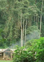 pyro.jpg (41383 bytes)