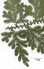 selagleaf.jpg (60189 bytes)