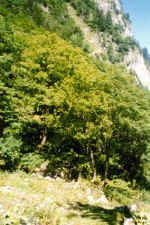 swiss3c.jpg (29964 bytes)