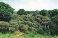 Murlough dunes. Stand of Hippophae rhamnoides being invaded by Acer pseudoplatanus. (34369 bytes)