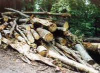wood1.jpg (21960 bytes)