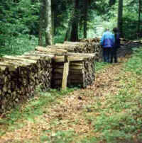 wood4.jpg (16982 bytes)
